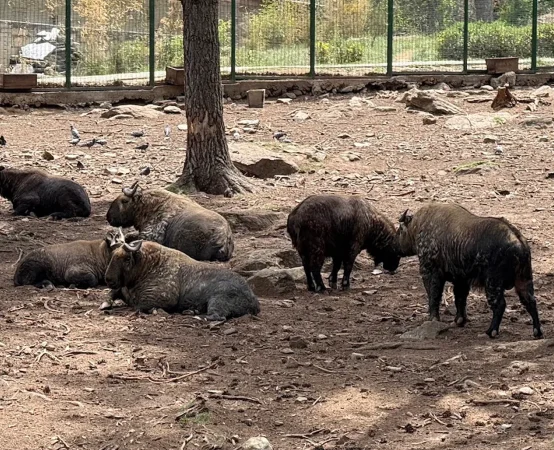 Takin Zoo
